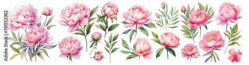 Set of pink peonies flower, Watercolor collection of flowers, Isolated cutout on transparent background © innluga
