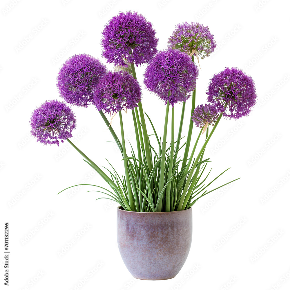Bunch of allium flowers in a pot isolated on transparent background
