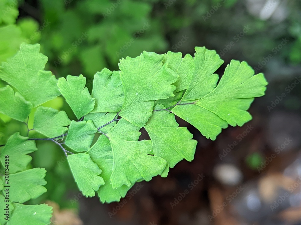Adiantum raddianum, also called moringa suplir, is a type of suplir that is quite popular as an ornamental plant for tables or small gardens. Adiantum raddianum, also called moringa suplir, is a type of suplir that is quite popular as an ornamental plant for tables or small gardens.