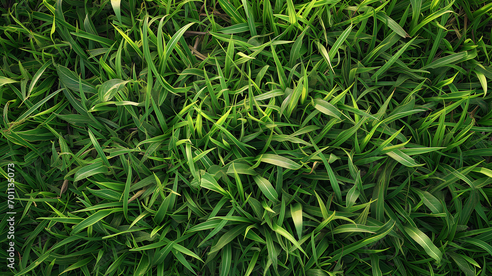 Realistic Perfect Green Grass Texture with Even Length and Unfocused Background Realistic Perfect Green Grass Texture with Even Length and Unfocused Background