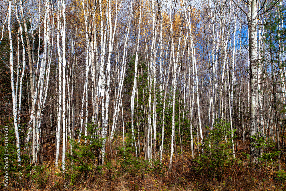 Wisconsin white birch and pine trees in October with fall colors Wisconsin white birch and pine trees in October with fall colors