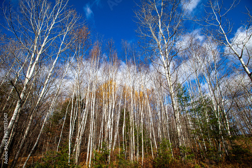 Wisconsin white birch and pine trees in October with fall colors