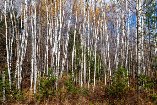 Wisconsin white birch and pine trees in October with fall colors