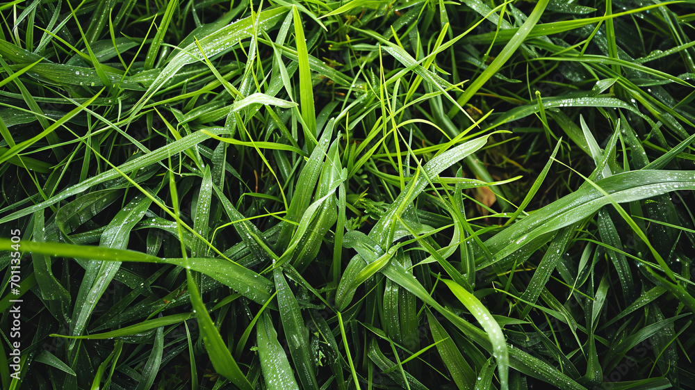 Realistic Perfect Green Grass Texture with Even Length and Unfocused Background Realistic Perfect Green Grass Texture with Even Length and Unfocused Background