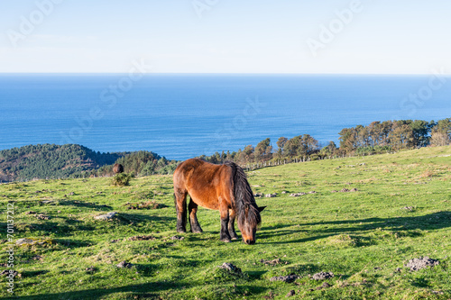 Beautiful brown pottok in a field grazing in the hill. Basque Country of Spain.