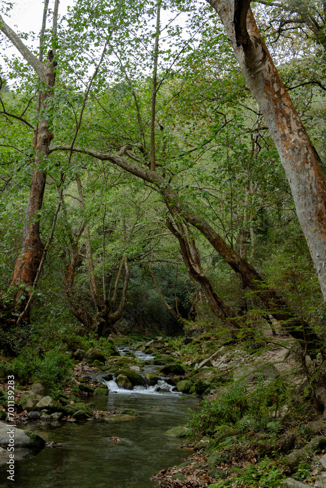 Fototapeta premium Bosque rodeando cuerpo de agua