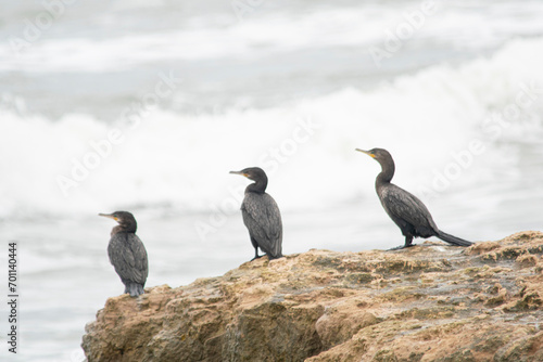Bigua Cormorant perched on a rock , on the coast