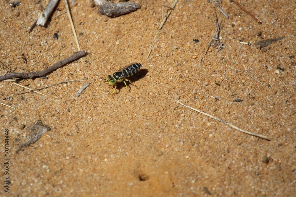 Sand Wasp (Bembix) digging burrow, South Australia Sand Wasp (Bembix) digging burrow, South Australia
