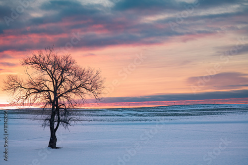 Lonely bare tree at sunrise in winter