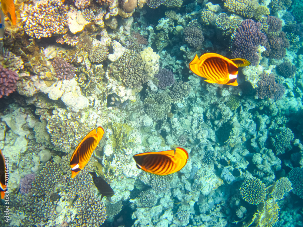 Chaetodon fasciatus or Diagonal butterflyfish in the expanses of the coral reef of the Red Sea Chaetodon fasciatus or Diagonal butterflyfish in the expanses of the coral reef of the Red Sea