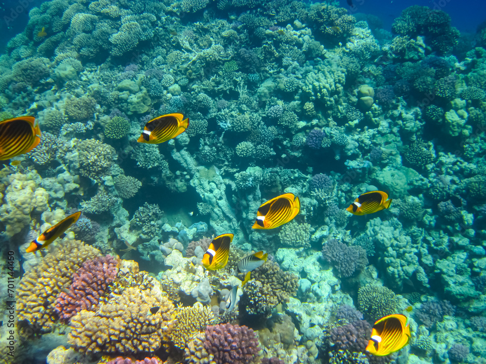 Obraz premium Chaetodon fasciatus or Diagonal butterflyfish in the expanses of the coral reef of the Red Sea