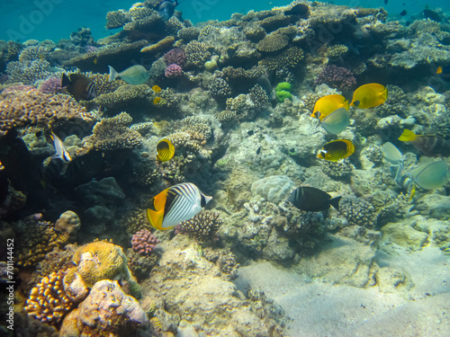 Fototapeta Naklejka Na Ścianę i Meble -  Chaetodon fasciatus or Diagonal butterflyfish in the expanses of the coral reef of the Red Sea