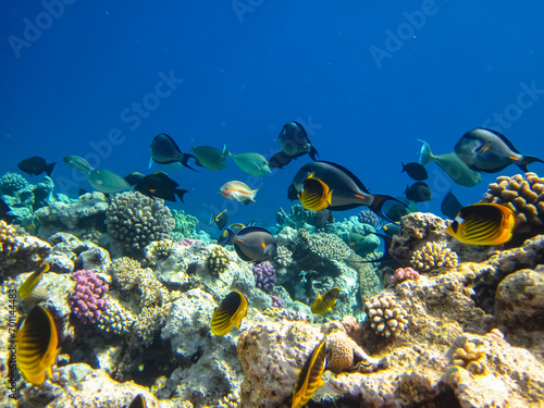 Chaetodon fasciatus or Diagonal butterflyfish in the expanses of the coral reef of the Red Sea