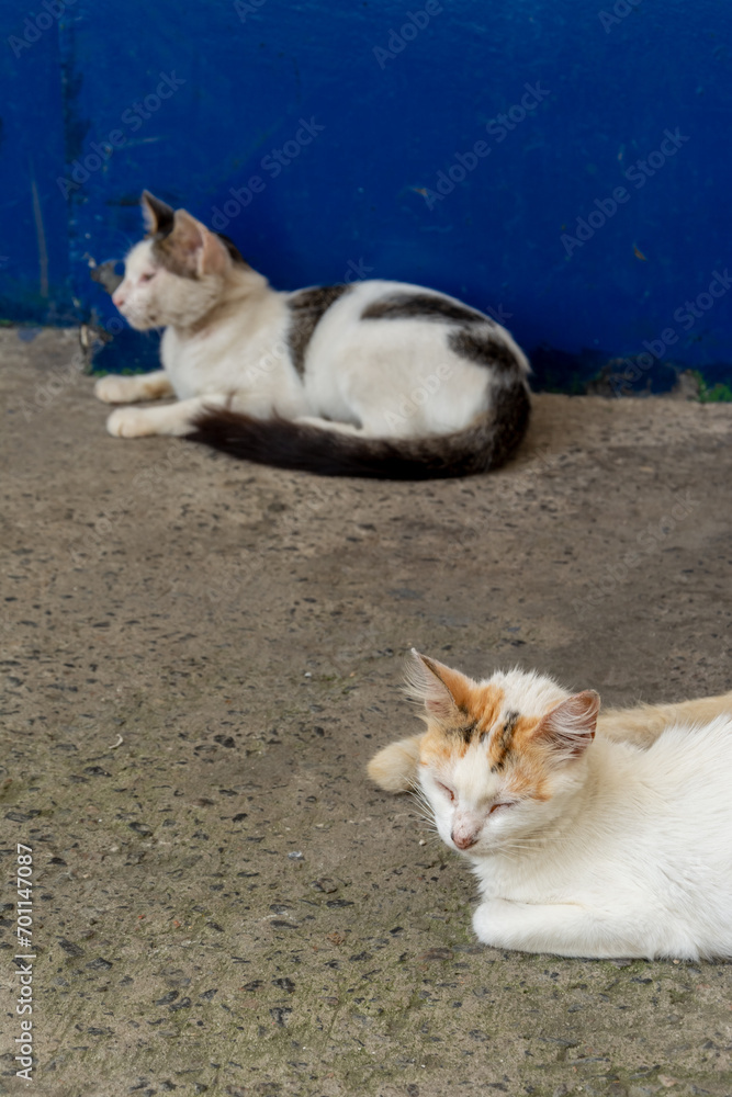 Two cats sitting on the floor resting. Two cats sitting on the floor resting.