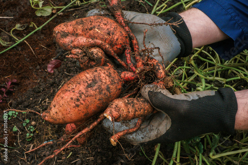 Sweet potato tubers in the ground in hands. Vegetable tubers in the ground.Healthy farm fresh organic vegetables.Digging sweet potatoes from the ground in the garden. photo