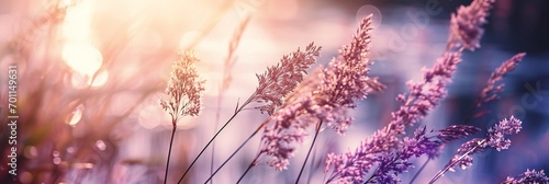 Close up of a grass stem near a calm sea at sunset with a beautiful watercolor background in soft hues, panorama landscape pink romantic graceful backgrounds banner, copy space.