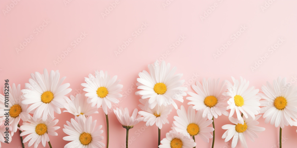 Minimal styled concept. White daisy chamomile flowers on pale pink background Minimal styled concept. White daisy chamomile flowers on pale pink background