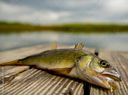 Fish on pier of lake. Fishing concept.