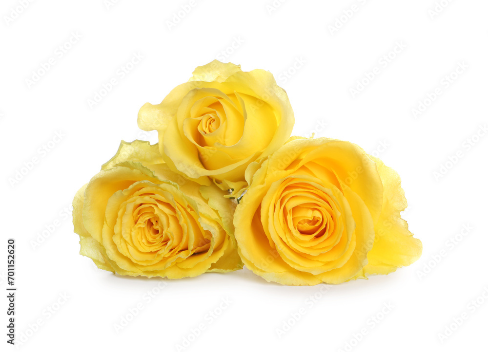 Beautiful fresh yellow roses isolated on white Beautiful fresh yellow roses isolated on white