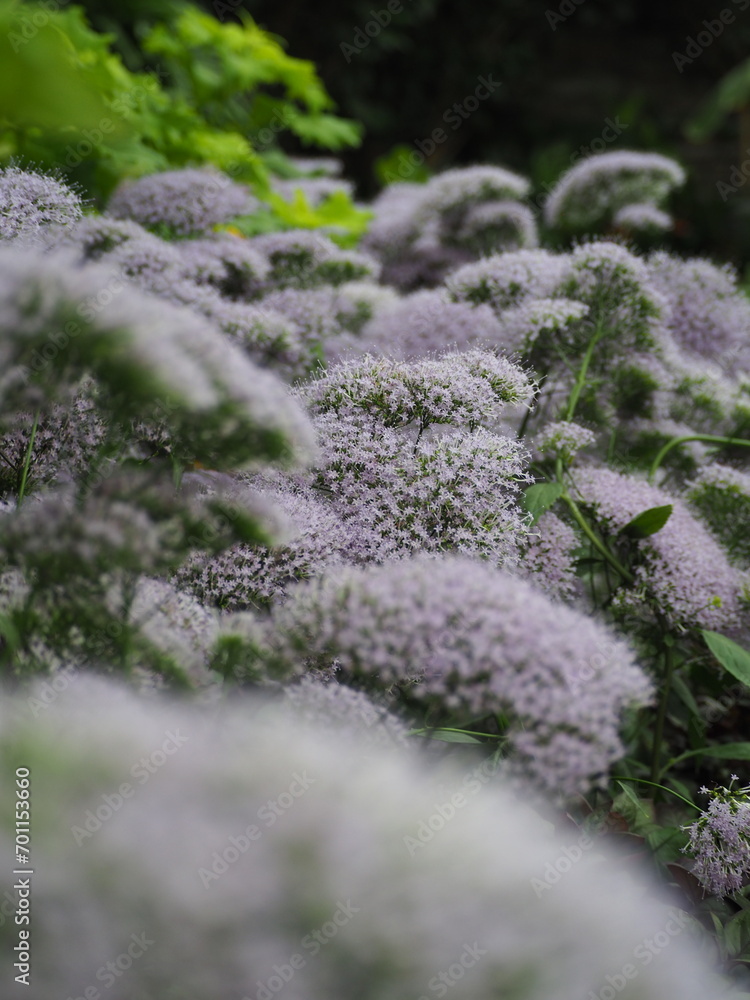 Purple flowers growing in a bush Purple flowers growing in a bush