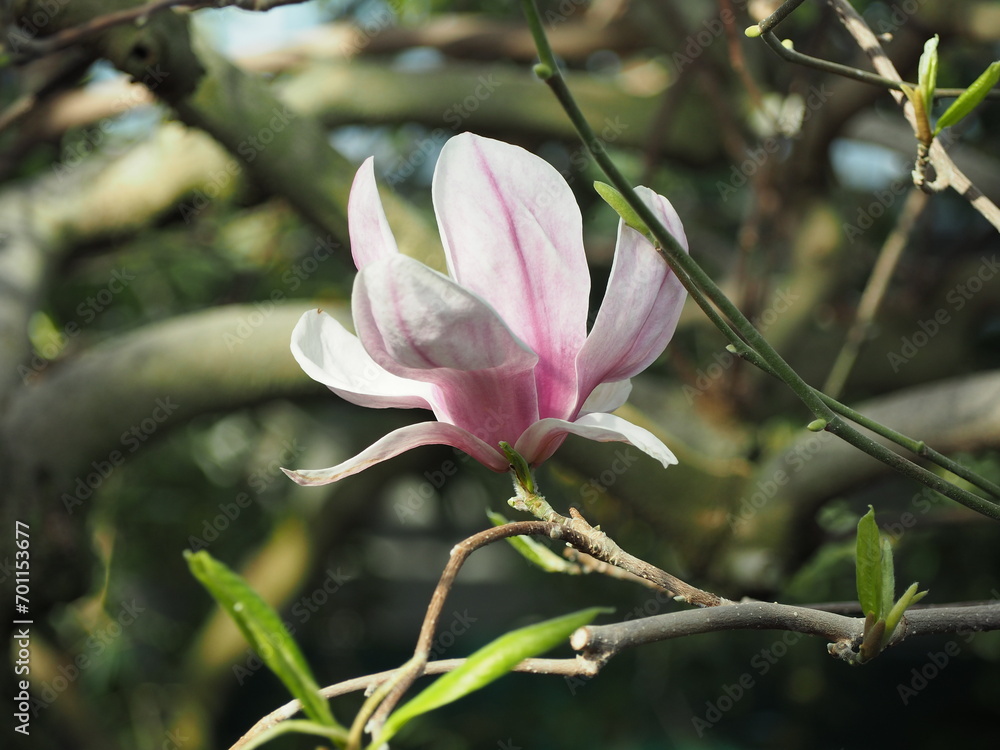 Pink flower growing on a tree in daylight Pink flower growing on a tree in daylight