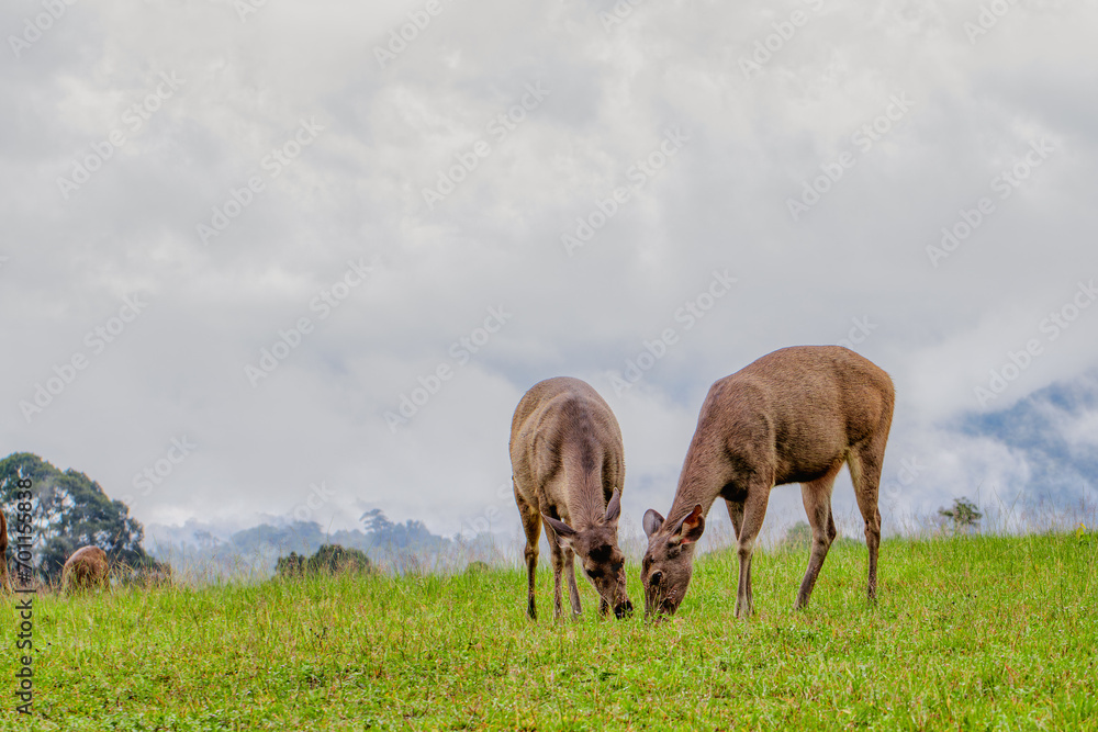 Two deer came out to eat grass in a field in Khao Yai National Park. Two deer came out to eat grass in a field in Khao Yai National Park.