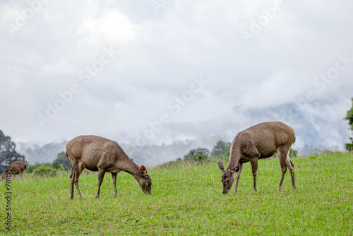 Two deer came out to eat grass in a field in Khao Yai National Park.