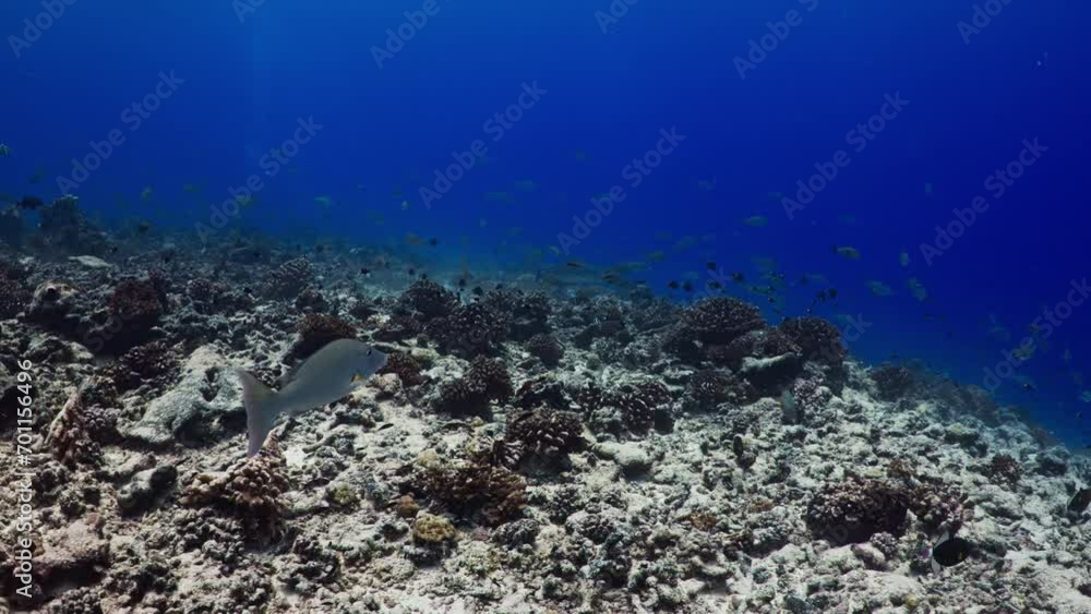 Fantastic Shoal of fish in the pass of TIPUTA in the Atoll of Rangiroa in the French Polynesia in the middle of the South Pacific Fantastic Shoal of fish in the pass of TIPUTA in the Atoll of Rangiroa in the French Polynesia in the middle of the South Pacific