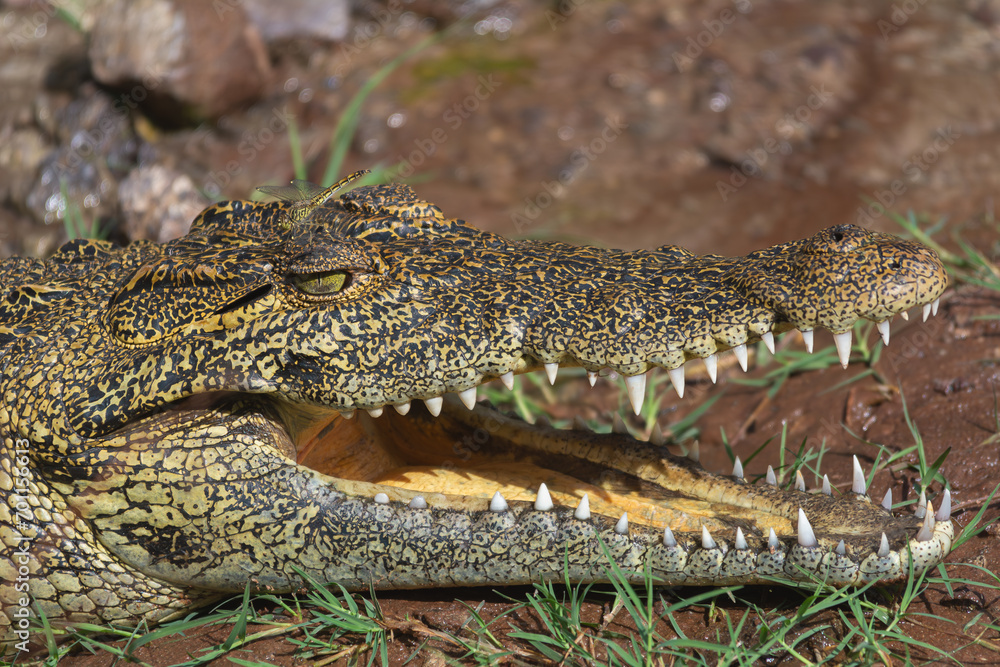 Fototapeta premium Portrait of nile crocodile - Crocodylus niloticus with open mouth with ground in background and dragonfly on head. Photo from Chobe National Park in Botswana.