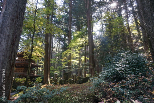 木立の間に日が差している神秘的な風景 photo