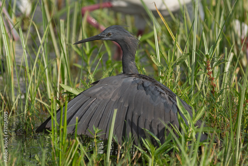 Black heron - Egretta ardesiaca - covering the water with wings with green grass in background. Photo from Okavonga Delta in Bostwana.	 photo