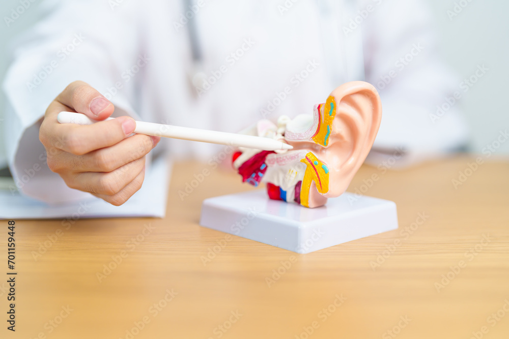 Doctor with human Ear anatomy model. Ear disease, Atresia, Otitis Media