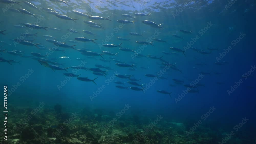 Fantastic Shoal of fish in the pass of TIPUTA in the Atoll of Rangiroa in the French Polynesia in the middle of the South Pacific Fantastic Shoal of fish in the pass of TIPUTA in the Atoll of Rangiroa in the French Polynesia in the middle of the South Pacific