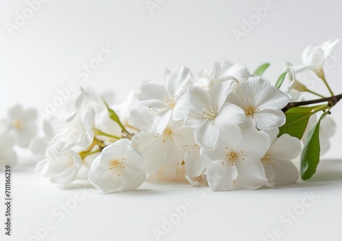 white flowers on a white