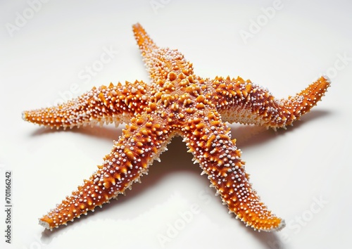 starfish isolated white background