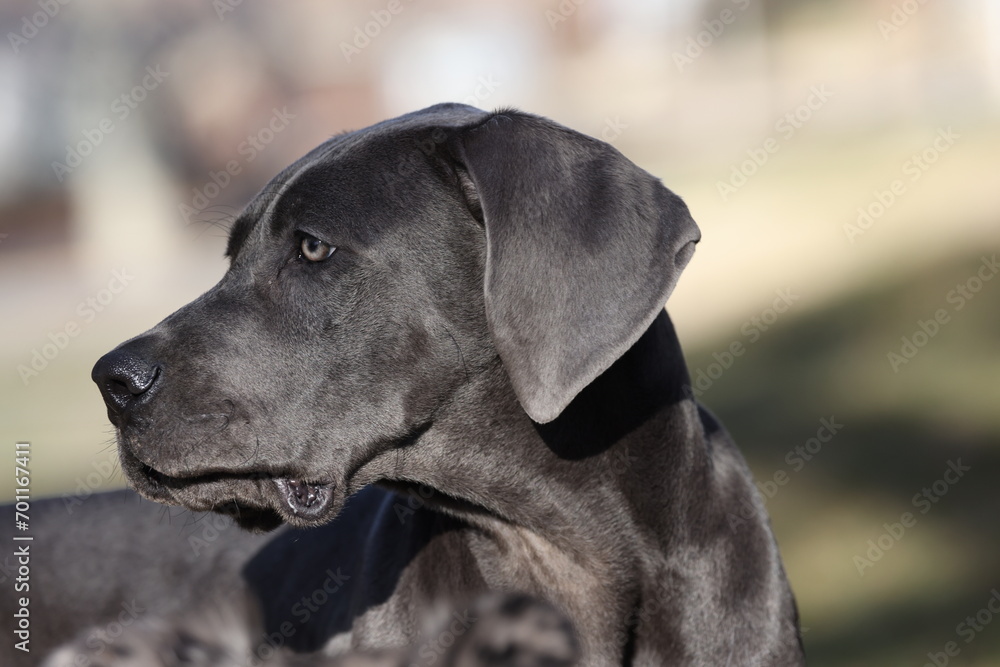 Portrait of a Great Dane puppy