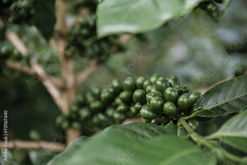 Granos verdes de café orgánico - Chanchamayo, Junín, Perú	
 photo