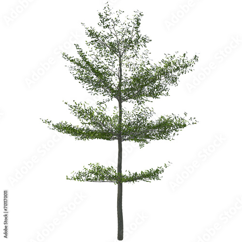 Madagascar almond or Terminalia neotaliala, the Madagascar almond tree as known as Ketapang Kencana tree in Indonesia, is a mid-sized tree in the leadwood tree family . Rendered image with PNG format.