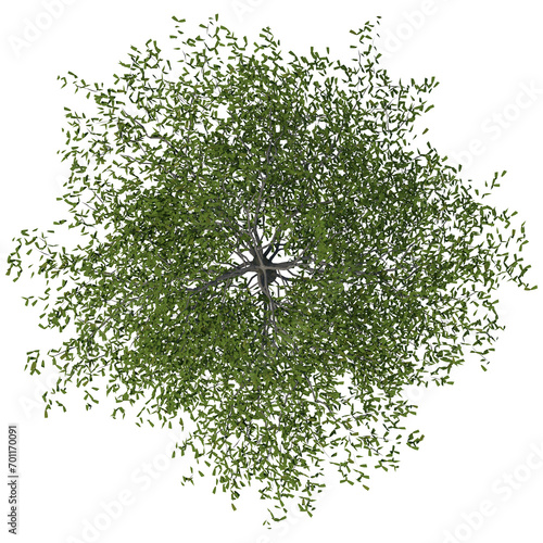 Madagascar almond or Terminalia neotaliala, the Madagascar almond tree as known as Ketapang Kencana tree in Indonesia, is a mid-sized tree in the leadwood tree family . Rendered image with PNG format. photo