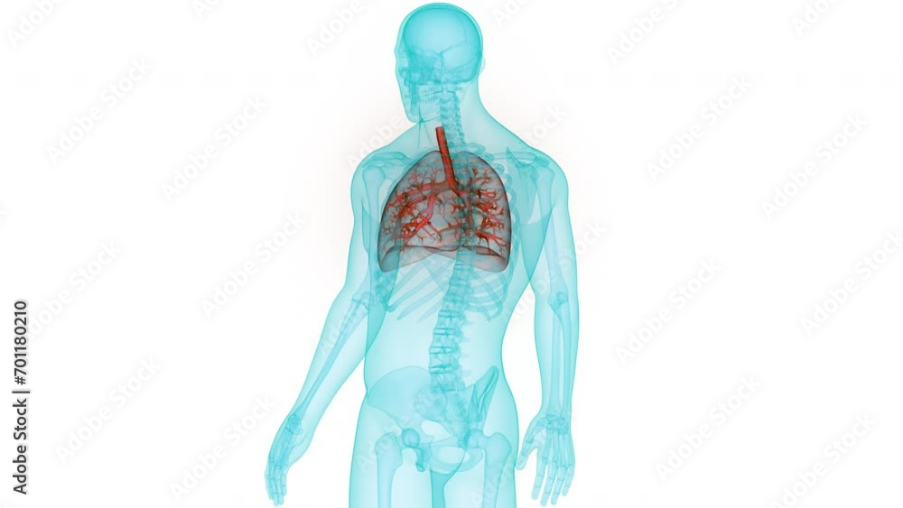 Human Respiratory System Lungs Anatomy Animation Concept Human Respiratory System Lungs Anatomy Animation Concept