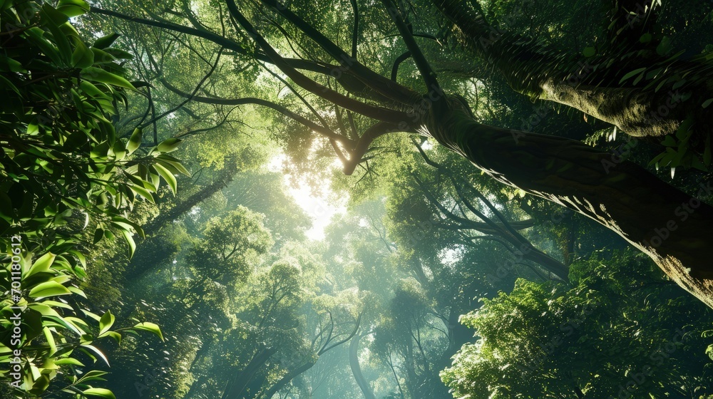 Nature Symphony Explored Lush Forest Canopy from Ground to Sky Nature Symphony Explored Lush Forest Canopy from Ground to Sky