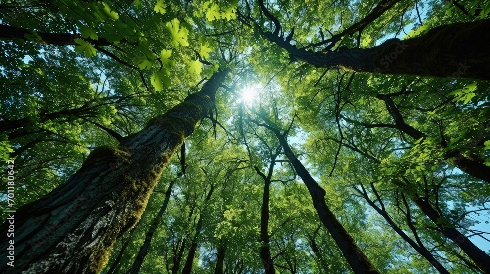 Fototapeta premium Aerial Elegance Witness the Harmony of Nature in a Mesmerizing Ground to Sky View of the Enchanting Forest Canopy