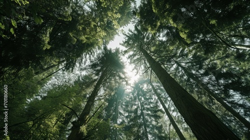 Woodland Elevation Marveling at the Green Canopy from the Ground