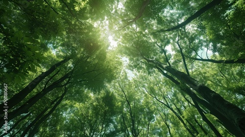 Forest Canopy Marvel A Ground to Sky View of Towering Greenery