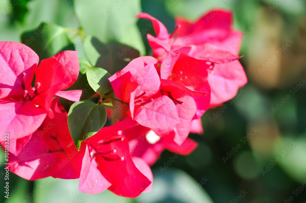 Bougainvillea or paper flower , red paper flower