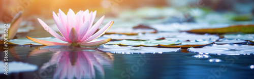 A delicate pink water lily floats serenely on the calm surface of a reflective pond, with gentle water ripples.