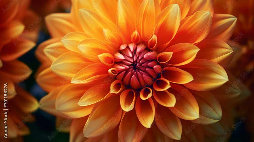 Close-up of a single orange, carroty dahlia bloom. The national flower of Mexico. M eaning: Staying graceful under pressure, especially in challenging situations . Detail shot. Variety: Punkin Spice. Close-up of a single orange, carroty dahlia bloom. The national flower of Mexico. M eaning: Staying graceful under pressure, especially in challenging situations . Detail shot. Variety: Punkin Spice.