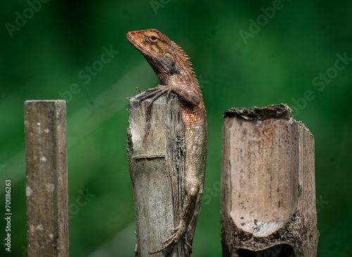 Cuadro en lienzo Zenith Watch: The Tranquil Perch of the Lizard