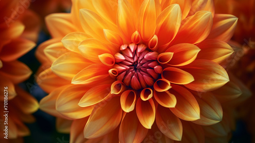 Close-up of a single orange, carroty dahlia bloom. The national flower of Mexico. M eaning: Staying graceful under pressure, especially in challenging situations . Detail shot. Variety: Punkin Spice.