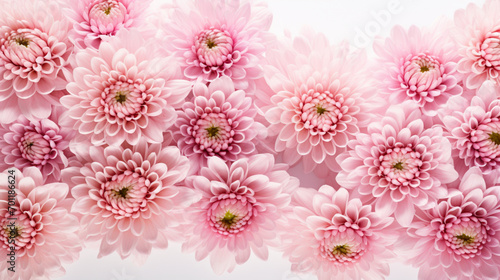 Pattern of chrysanthemum flowers isolated on white . Wide photo. Place for your text